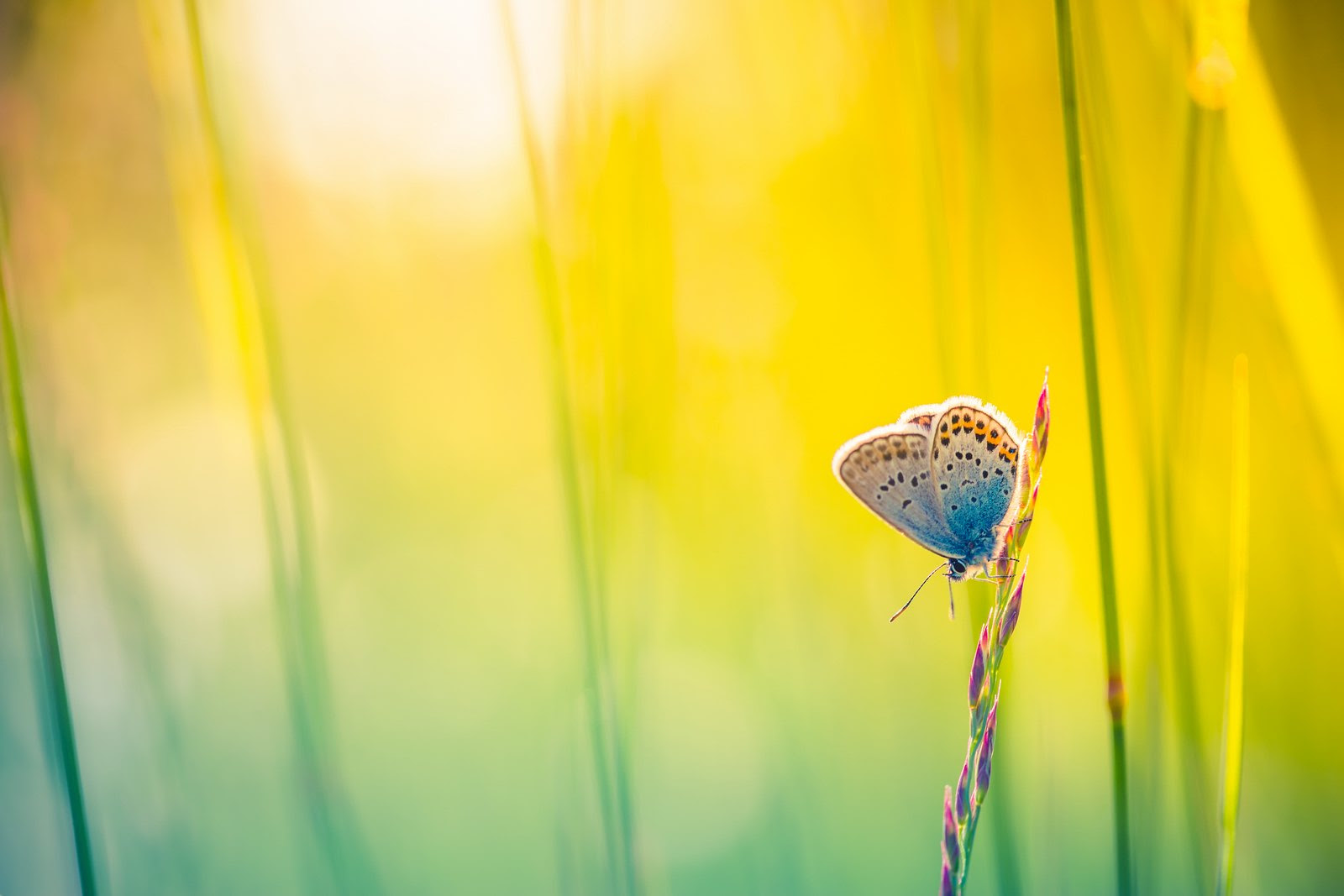 Light of Glory