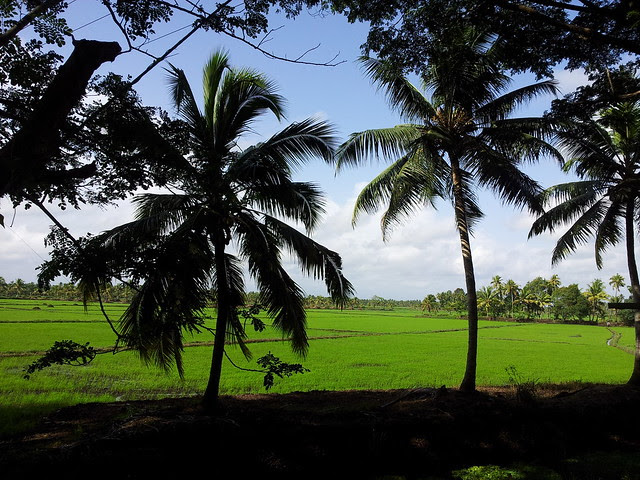 Kerala_near Kumarakam