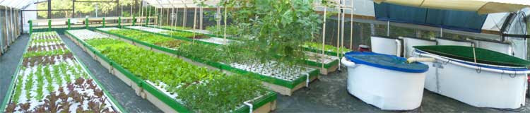 How much does it cost to build an aquaponics system Aquaponics Cost Per Acre Aquaponic
