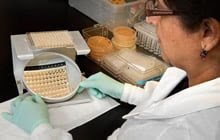 Photo: A lab technician looking at Broth Microdilution of multiple antifungal agents.