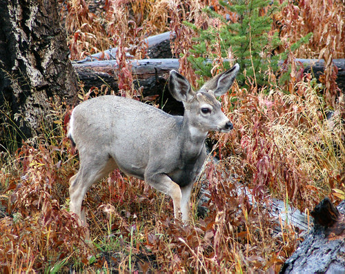 Deer