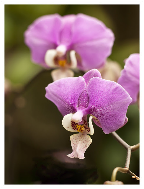 Orchid Show At MoBot 9 (Paragliders)