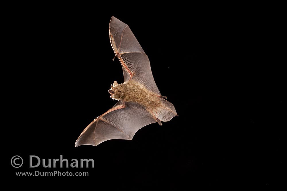 Tricolored bat (Perimyotis subflavus)