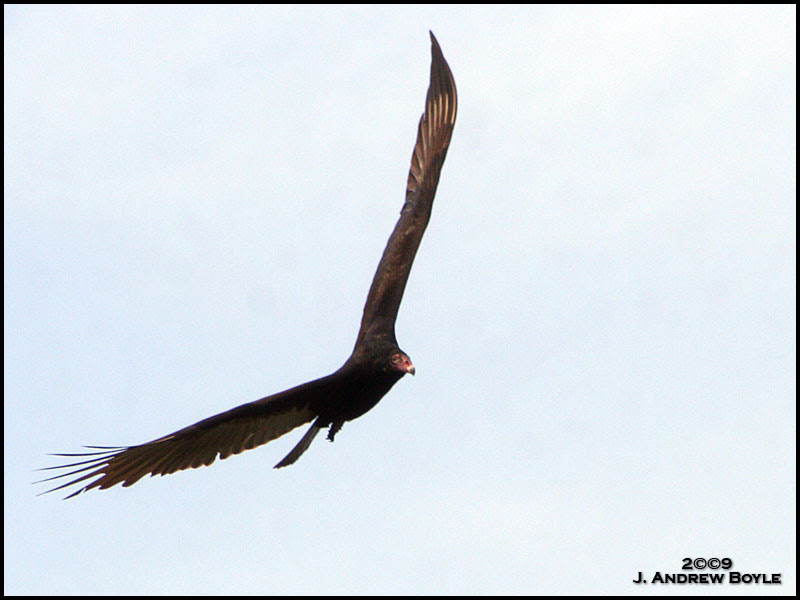 Turkey Vulture