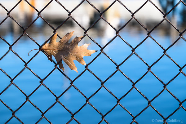 a leaf caught in the grid of a fence