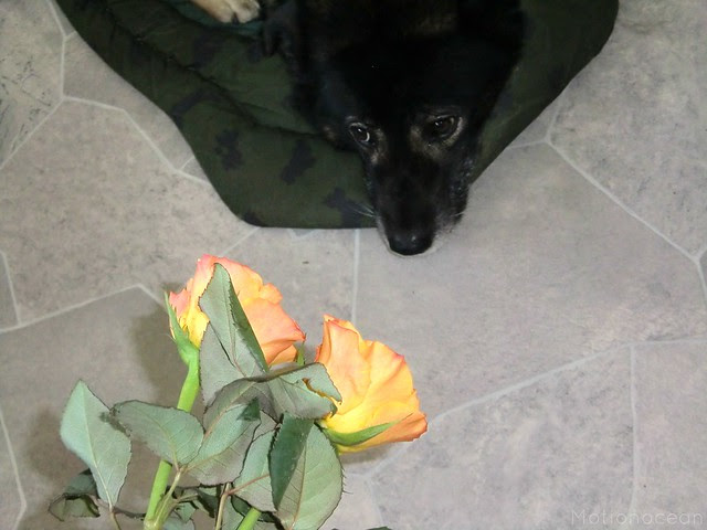 Two roses and a dog