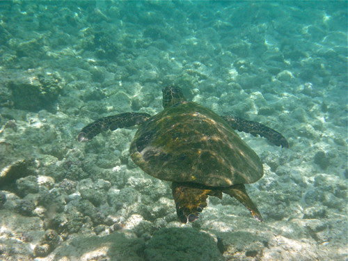 Hawaii - Turtle