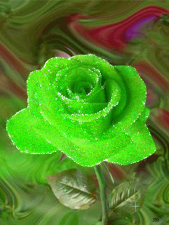 Зеленая роза!!
