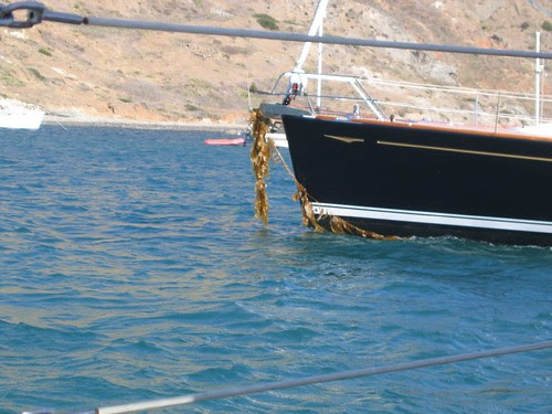 kelp anchor