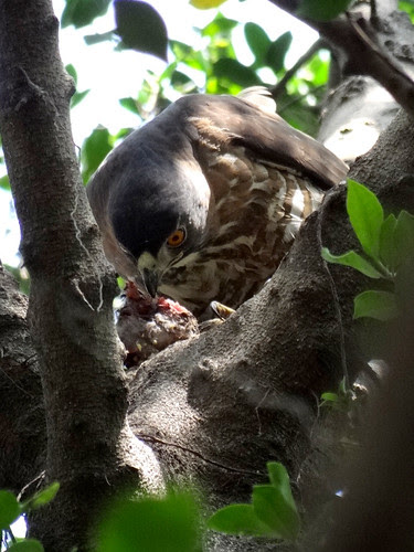 鳳頭蒼鷹/無限台南