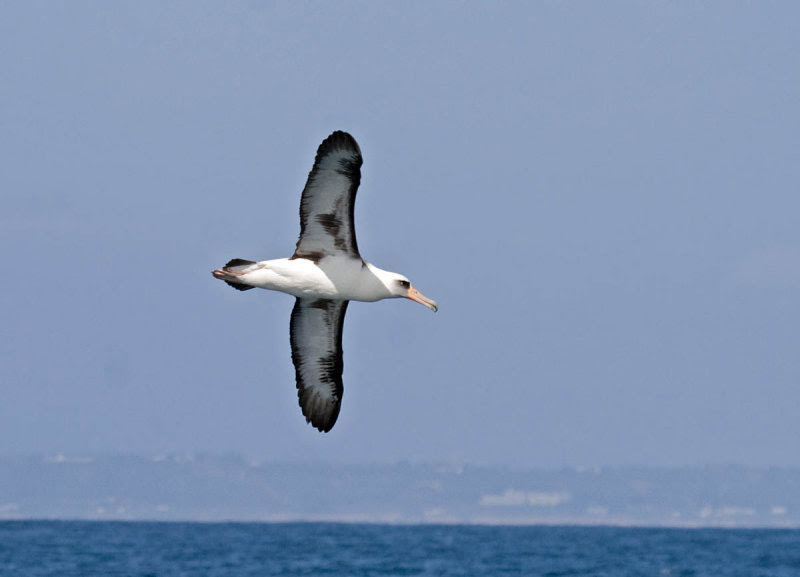 Laysan Albatross Laysan Albatross