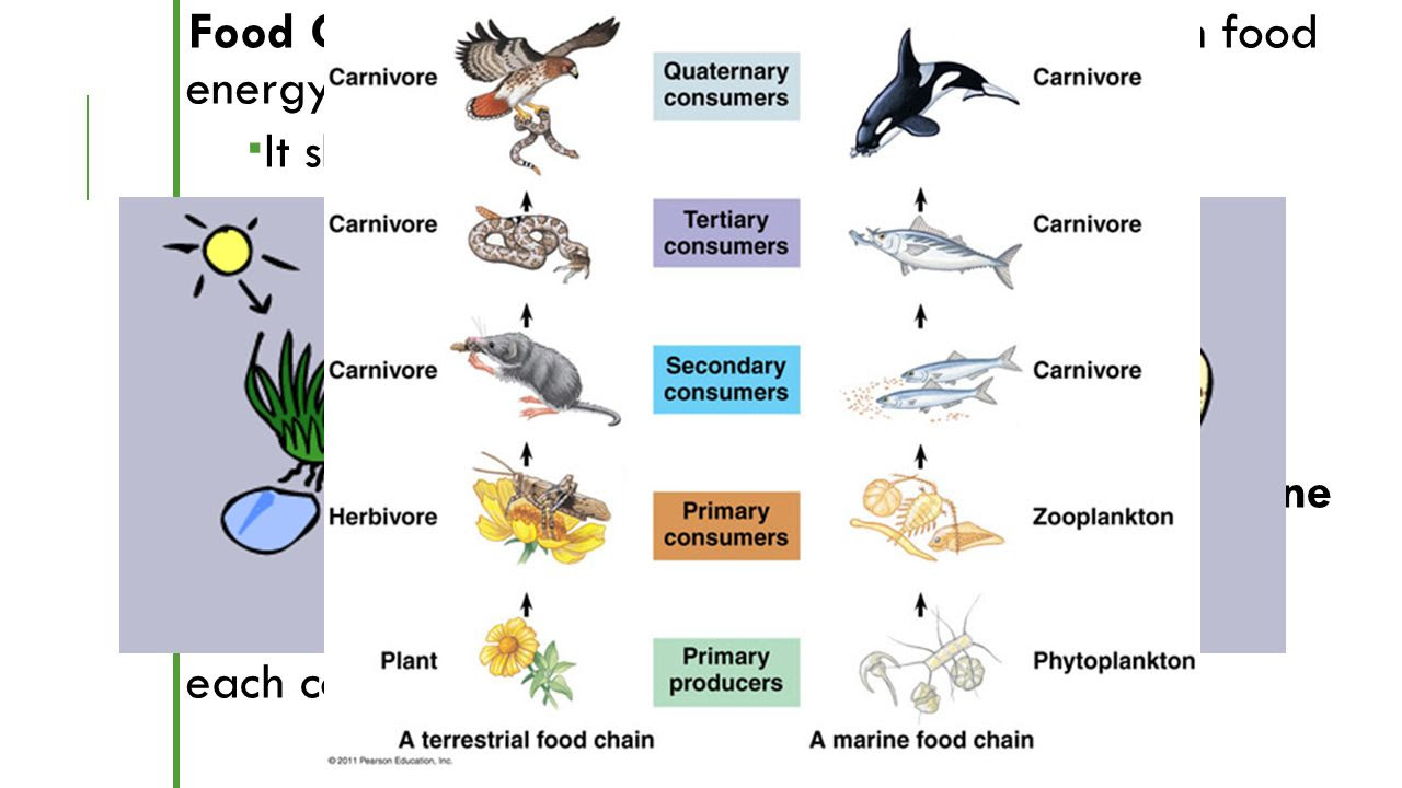 Установите последовательность организмов в цепи питания