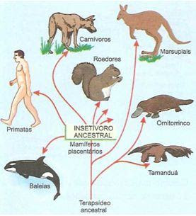 Evolução dos mamíferos