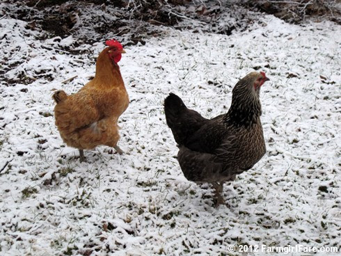 Chickens on snow 3 - FarmgirlFare.com