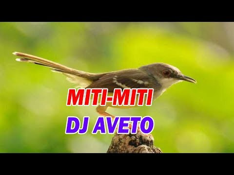 Lirik Lagu Nias Miti Miti Lagu Nias Dj Aveto Paling Enak Terbaru Khogu Sagoro Nakhi Kodamo Syair Lagu Nias