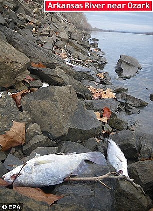 Creepy: Thousands of dead drum fish were also discovered just miles away lining the shores of the Arkansas River