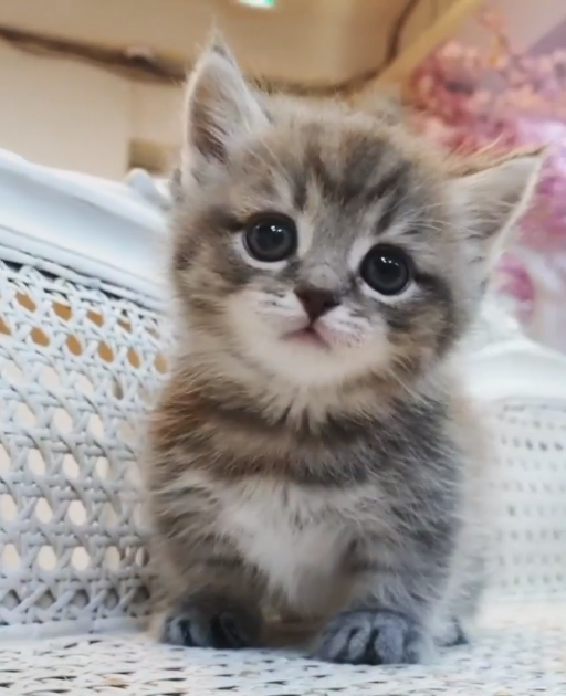 Adorable Multiple Cute Kitten Cute Kittens 81021 Nama Untuk Kucing Comel Lucu Dan Unik