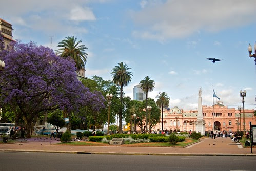 Jacaranda at Plaza San Martin