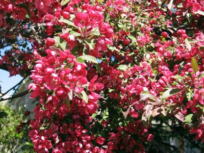 cherry tree blossom. cherry tree blossom. cherry tree blossom.
