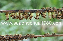 mua sữa ong chúa ở đâu hà nội mua sữa ong chúa ở đâu hà nội