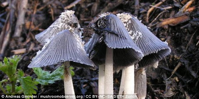 Scientists in Switzerland believe they have found a substance that can lead to a new type of antibiotic in an unlikely place: the gray shag mushroom (pictured) 