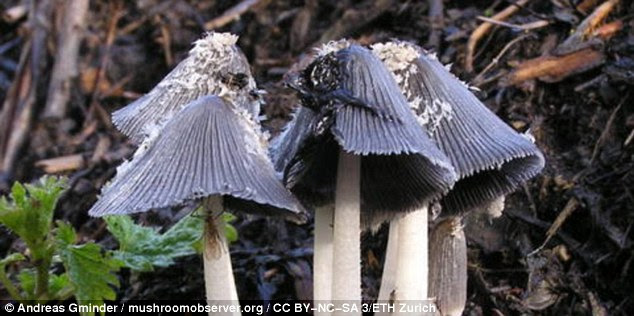 Scientists in Switzerland believe they have found a substance that can lead to a new type of antibiotic in an unlikely place: the gray shag mushroom (pictured)Â