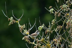 Whitethroat