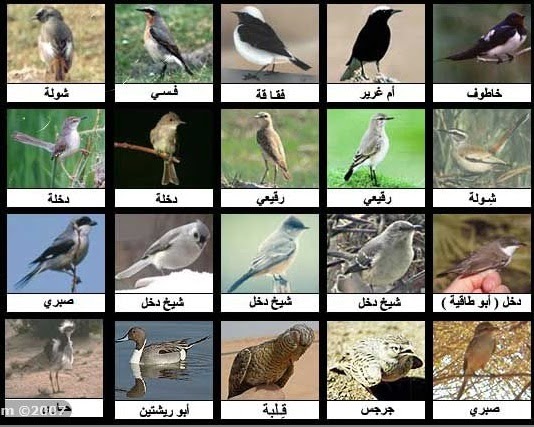 اسم طائر مكون من 10 حروف