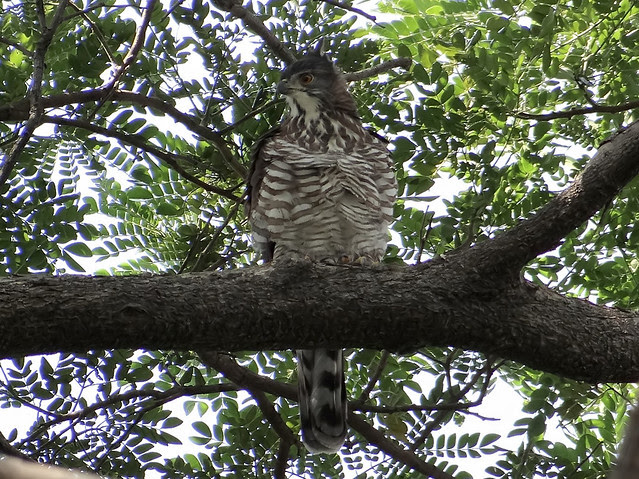 鳳頭蒼鷹/無限台南