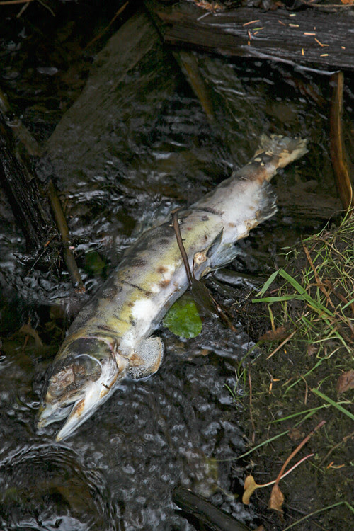 dead salmon in Son-i-Hat Creek, Kasaan, Alaska