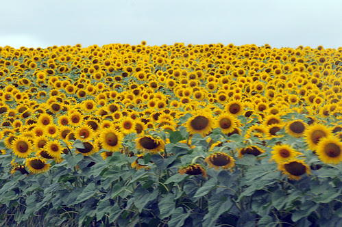 sunflowers_0294 web