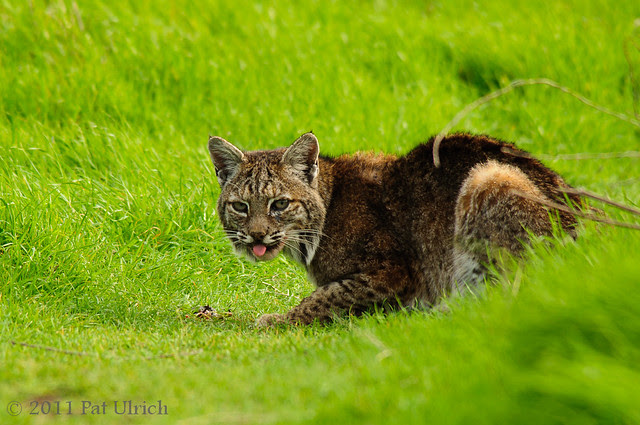 Bobcat in Tennessee Valley - Pat Ulrich Wildlife Photography