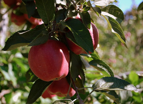 Apple Picking on tree 
