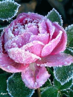 Морозная роза