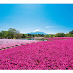 芝桜の花と富士山が織りなす絶景！「2019富士芝桜まつり」開催 - ストレートプレス