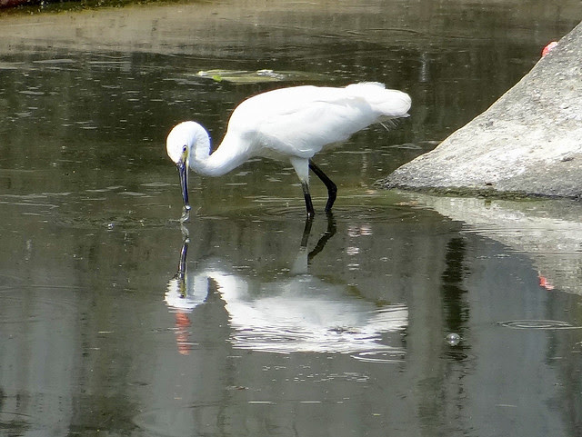 白鷺鷥/無限台南