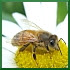 3=bee --> Africanized bees, honeybees, hybrid bumblebees