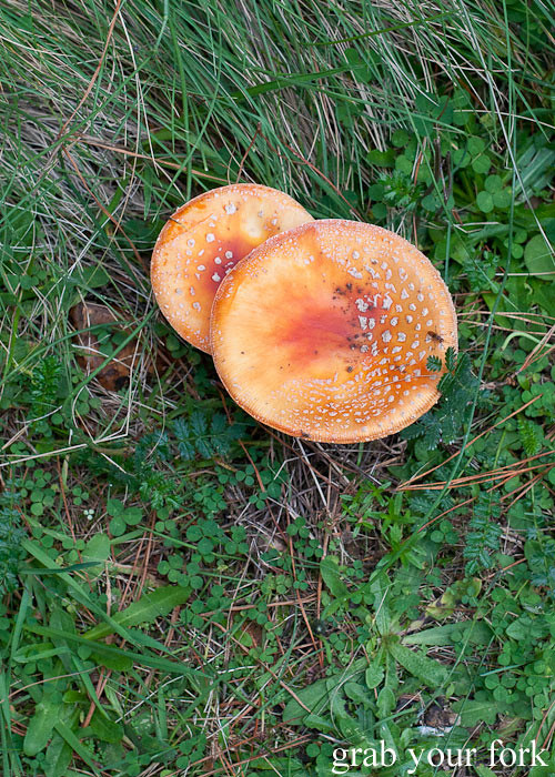 poisonous fly agaric mushrooms or toadstools