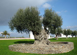 Large olive tree - Portugal