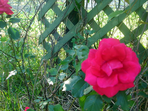 Backyard Roses