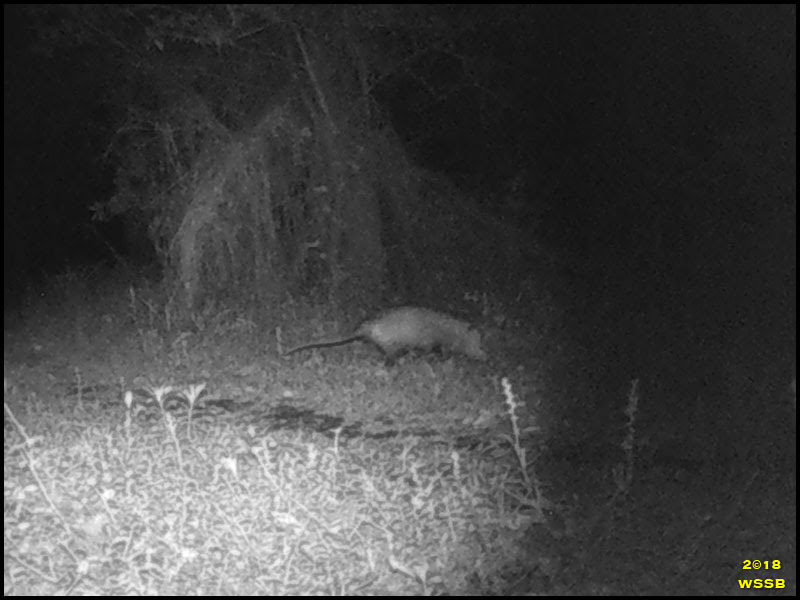 Trail Cam Trail Cam