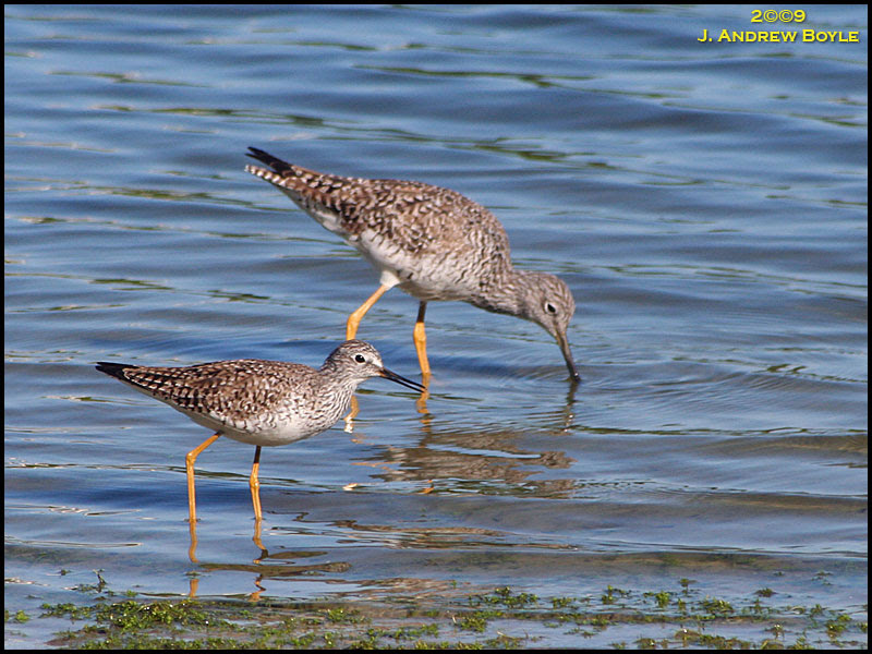 Yellowlegs