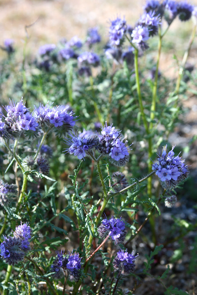 phacelia