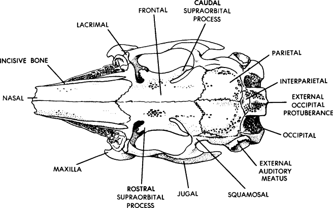 Rabbit Muscle Anatomy