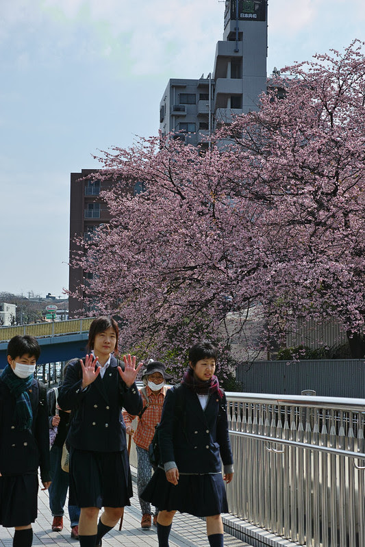 Sakura 2013 - DP3M