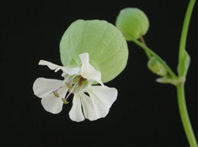 最も好ましい グリーンベル 花 英語 グリーンベル 花 英語