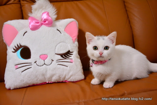 あなたのためのディズニー画像 これまでで最高のディズニー 白い 猫
