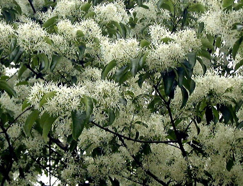 街路 樹 白い 花