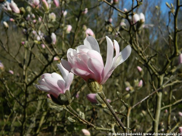 Magnolia gwiaździsta Magnolia gwiaździsta