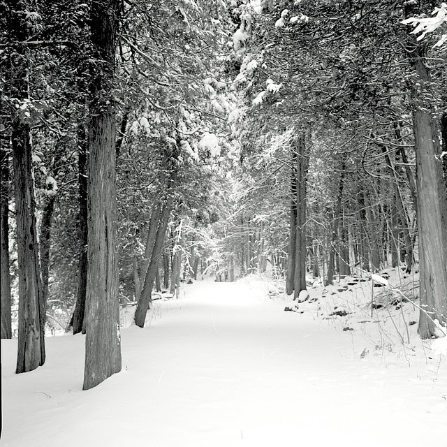 Walk in the Woods